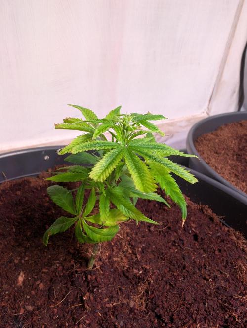 Epic Buzz - Anesia - Weedefix - VS.. Week 2