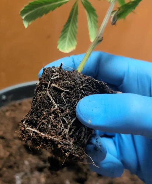 Epic Buzz - Anesia - Weedefix - VS.. Week 2