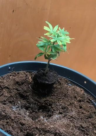 Epic Buzz - Anesia - Weedefix - VS.. Week 2