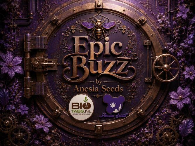 Epic Buzz. Week 2