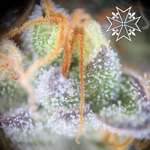 Aficionado Special - UNKNOWN - Bio Tabs. Week 13