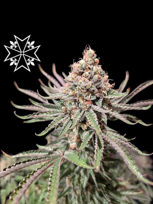 Aficionado Special - UNKNOWN - Bio Tabs. Week 13