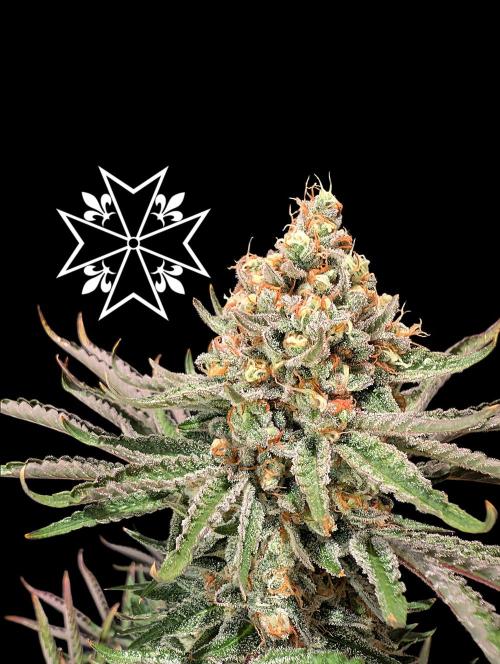 Aficionado Special - UNKNOWN - Bio Tabs. Week 13