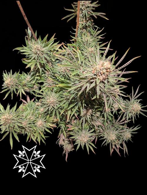 Aficionado Special - UNKNOWN - Bio Tabs. Week 13