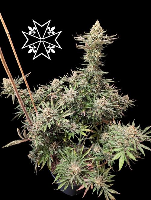 Aficionado Special - UNKNOWN - Bio Tabs. Week 13