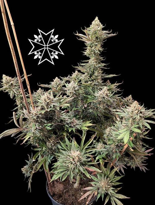 Aficionado Special - UNKNOWN - Bio Tabs. Week 13