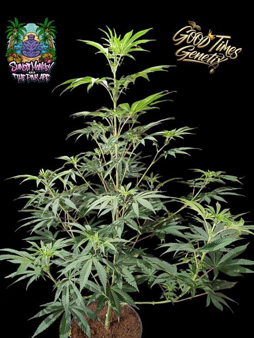 Sunset Monkey-Good Times Genetix-Wdfx. Week 8