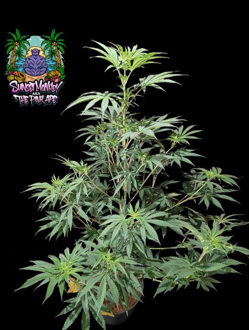 Sunset Monkey-Good Times Genetix-Wdfx. Week 8