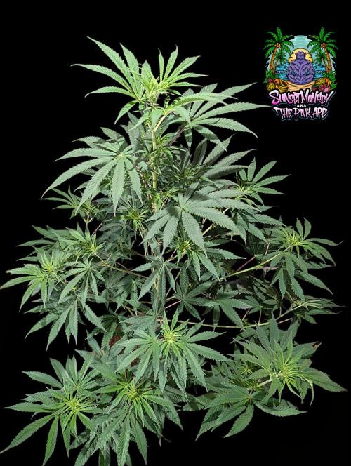 Sunset Monkey-Good Times Genetix-Wdfx. Week 8