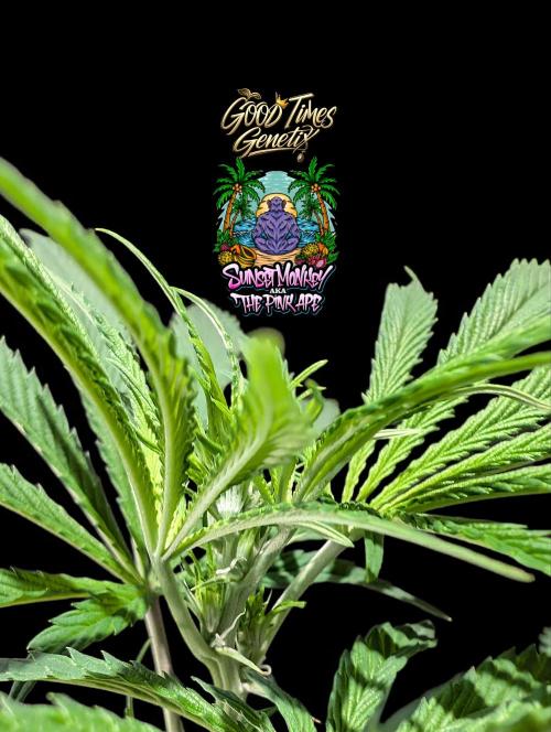 Sunset Monkey-Good Times Genetix-Wdfx. Week 8