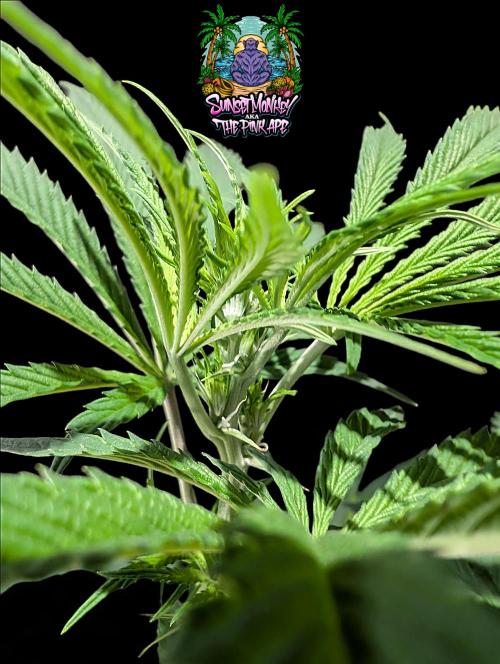 Sunset Monkey-Good Times Genetix-Wdfx. Week 8