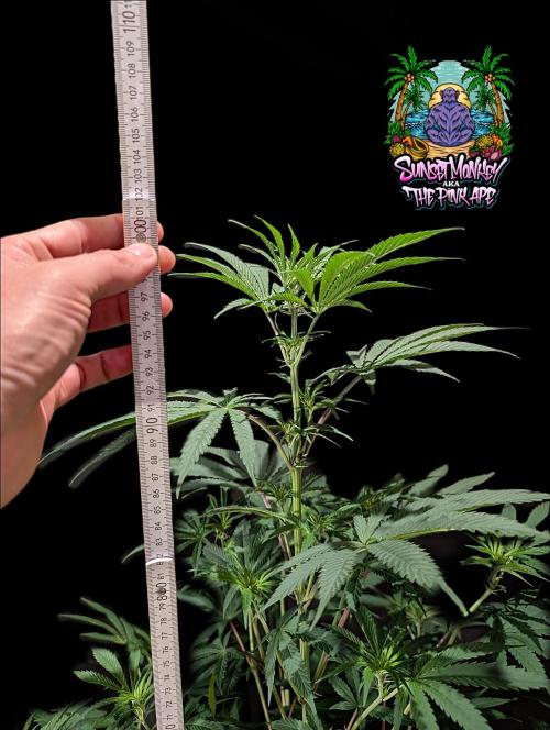 Sunset Monkey-Good Times Genetix-Wdfx. Week 8