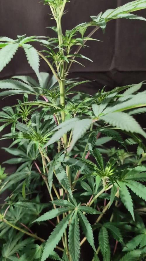 Sunset Monkey-Good Times Genetix-Wdfx