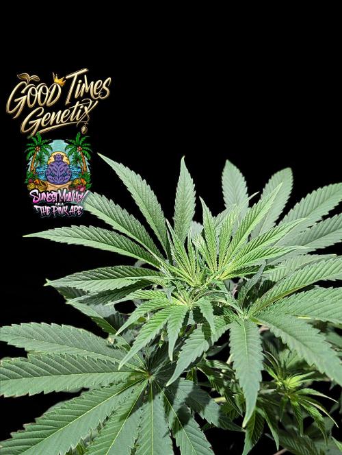 Sunset Monkey - Good Times Genetix - BTN. Week 8