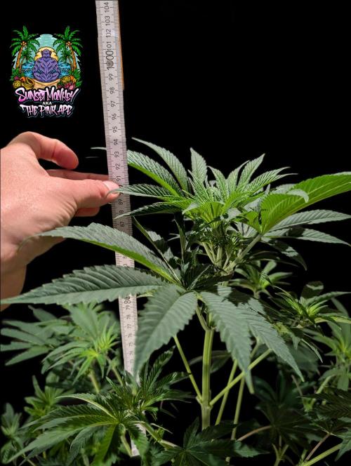 Sunset Monkey - Good Times Genetix - BTN. Week 8