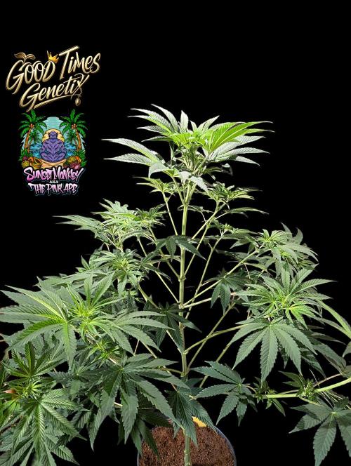 Sunset Monkey - Good Times Genetix - BTN. Week 8