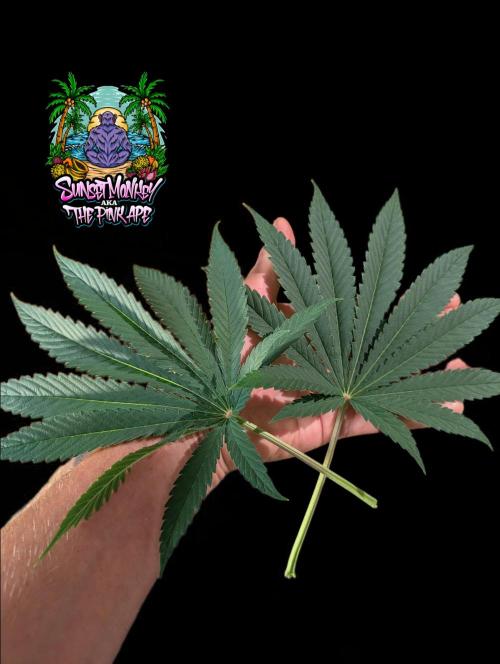 Sunset Monkey - Good Times Genetix - BTN. Week 8