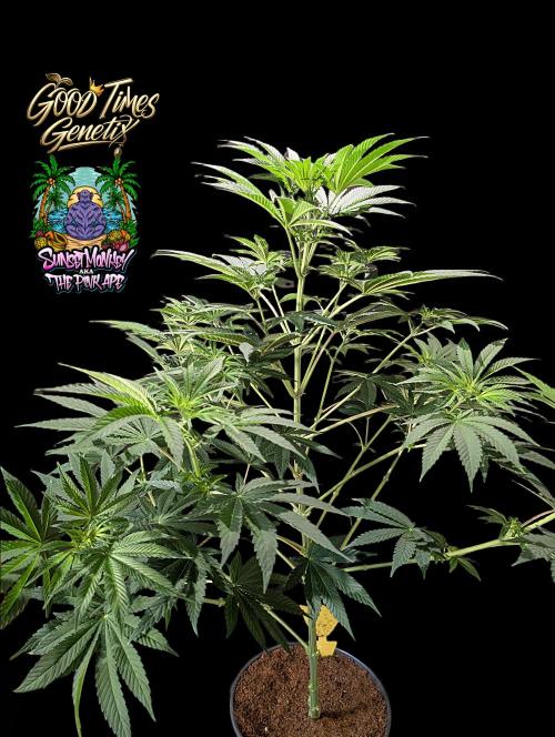 Sunset Monkey - Good Times Genetix - BTN. Week 8