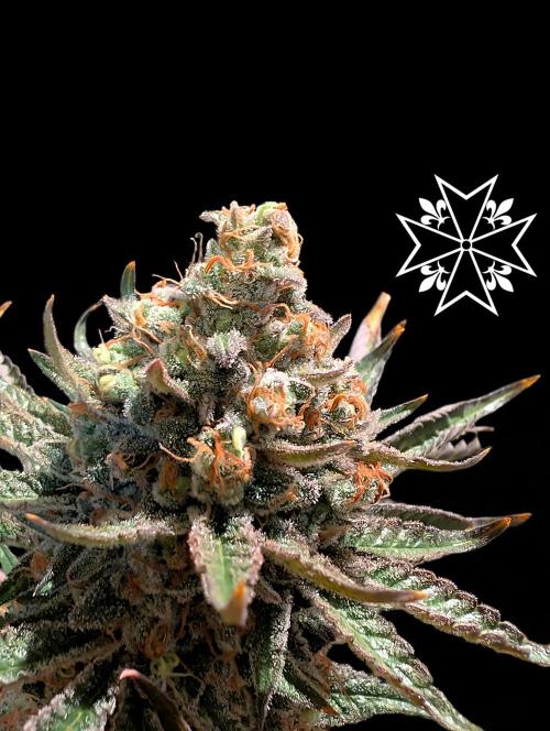 Aficionado Special - UNKNOWN - Bio Tabs. Week 14