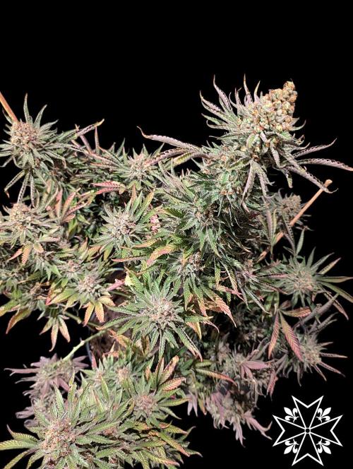Aficionado Special - UNKNOWN - Bio Tabs. Week 14