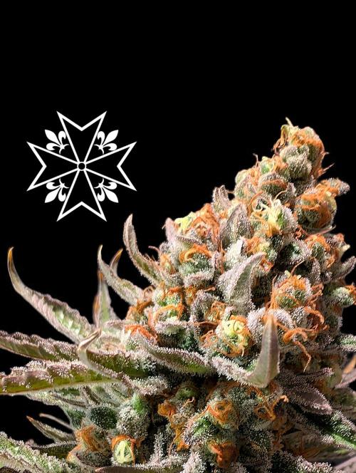 Aficionado Special - UNKNOWN - Bio Tabs. Week 14