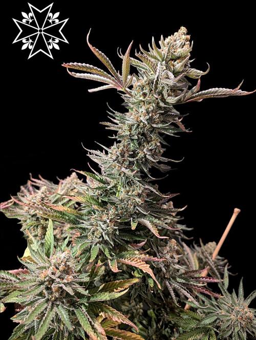 Aficionado Special - UNKNOWN - Bio Tabs. Week 14