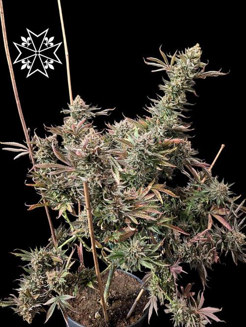 Unknown Mary Jane Free Seed. Week 14