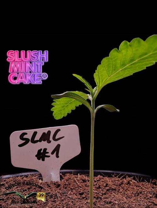 Slush Mint Cake - DP - Bio Tabs NL Grow. Week 1