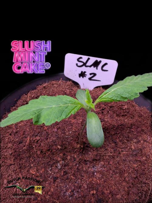 Slush Mint Cake - DP - Bio Tabs NL Grow. Week 1