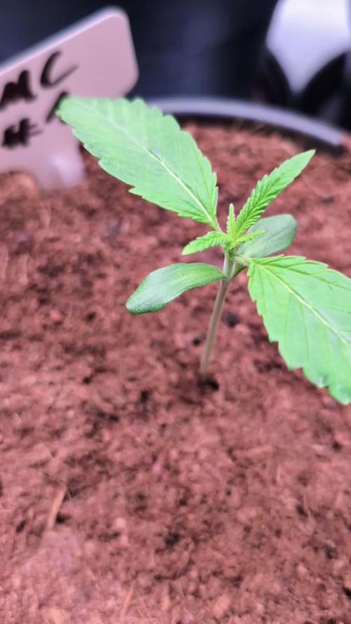 Slush Mint Cake - DP - Bio Tabs NL Grow