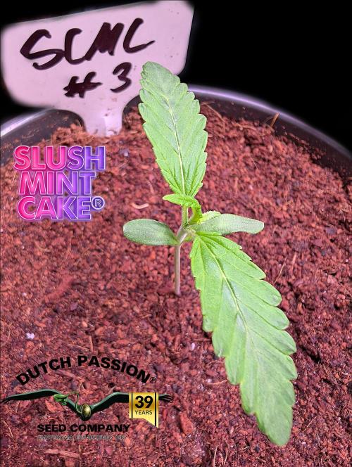 Slush Mint Cake - DP - Bio Tabs NL Grow. Week 1