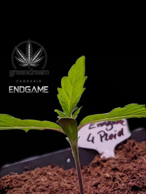 Tetraploid Grow - Endgame - Greendream. Week 1