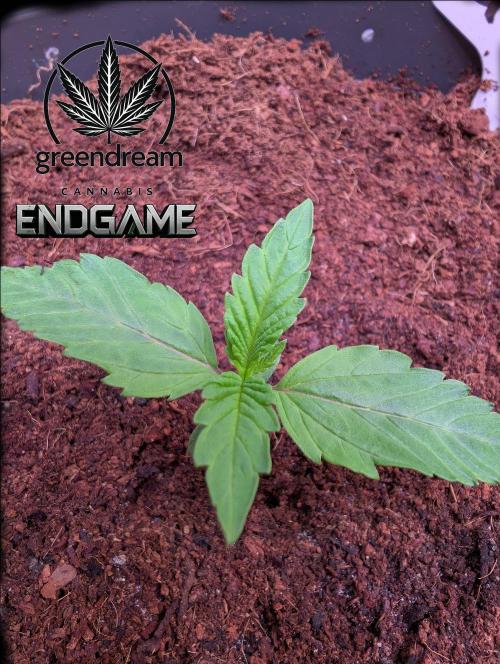 Tetraploid Grow - Endgame - Greendream. Week 1