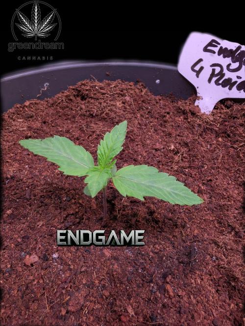 Tetraploid Grow - Endgame - Greendream. Week 1