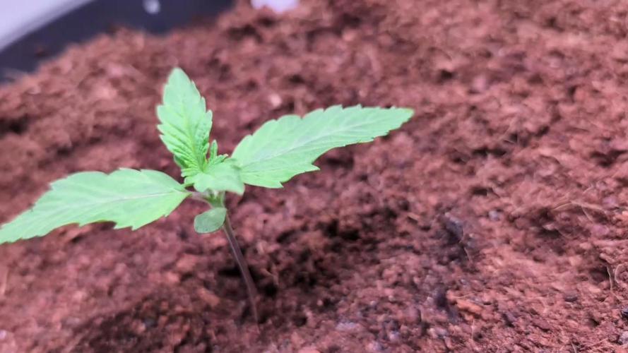 Tetraploid Grow - Endgame - Greendream