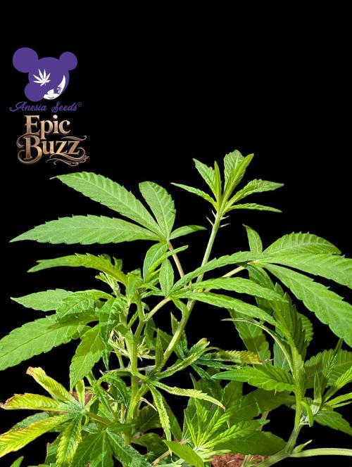 Epic Buzz - Anesia - Bio Tabs NL - VS.. Week 3
