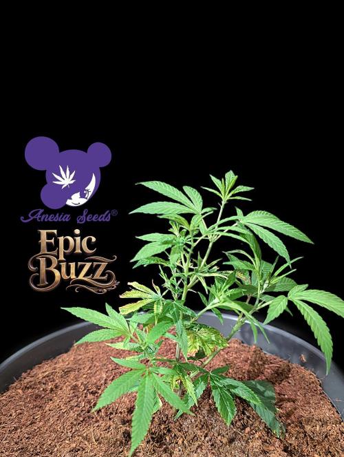 Epic Buzz - Anesia - Bio Tabs NL - VS.. Week 3
