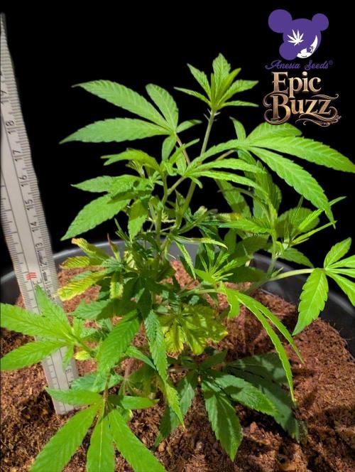 Epic Buzz - Anesia - Bio Tabs NL - VS.. Week 3