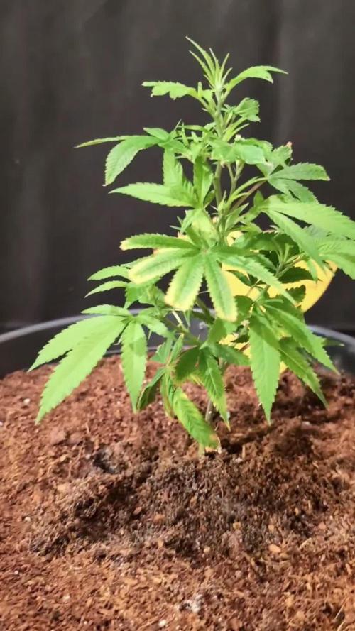 Epic Buzz - Anesia - Weedefix - VS.