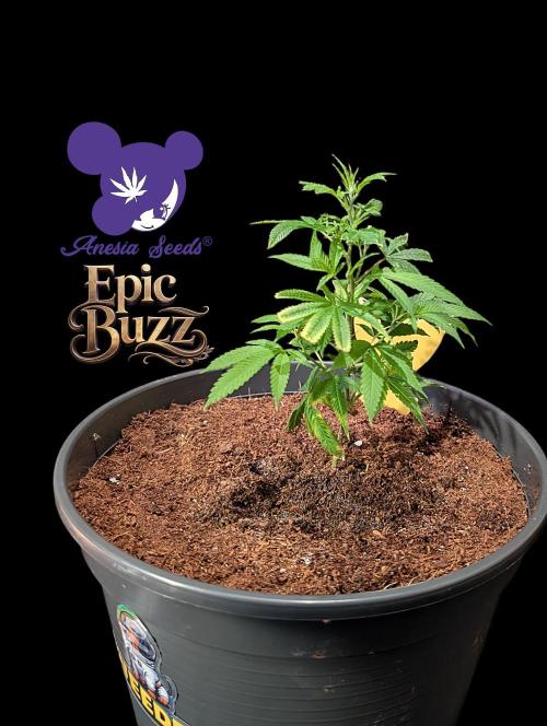 Epic Buzz - Anesia - Weedefix - VS.. Week 3
