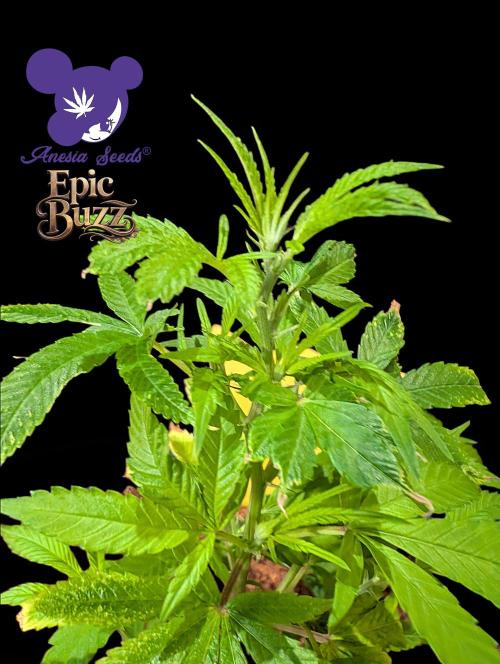 Epic Buzz - Anesia - Weedefix - VS.. Week 3