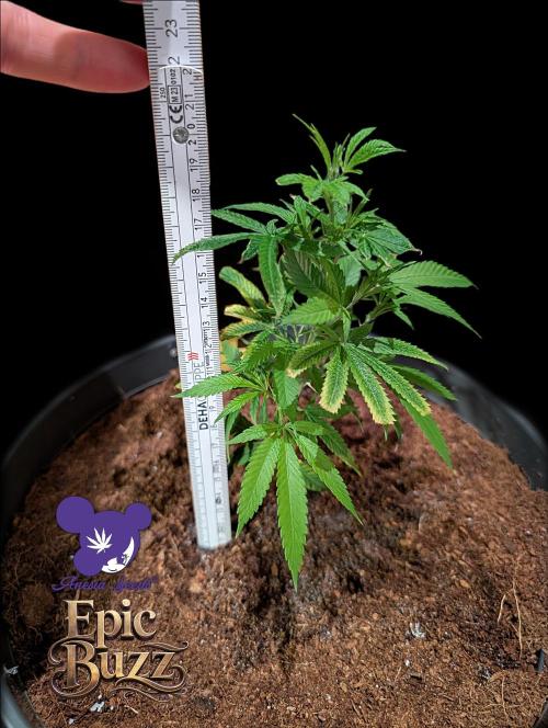 Epic Buzz - Anesia - Weedefix - VS.. Week 3