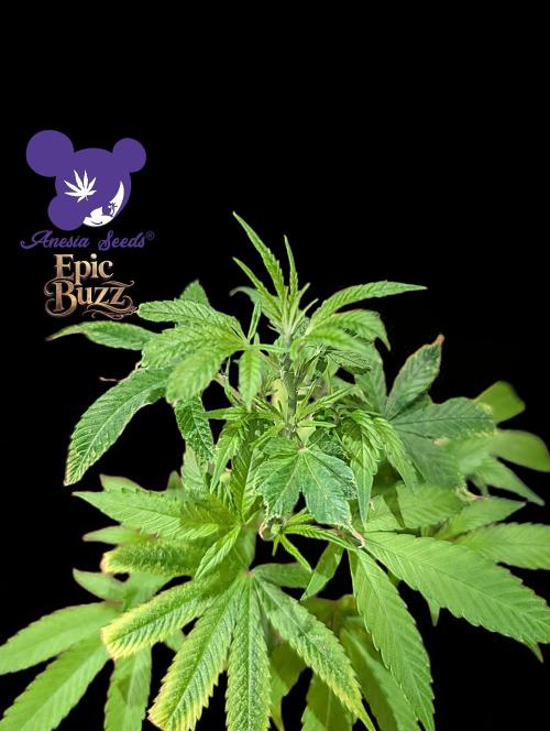 Epic Buzz. Week 3