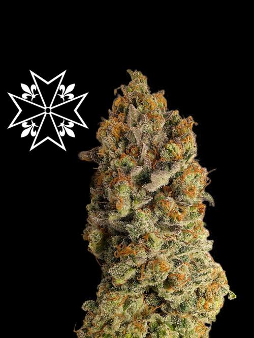 Aficionado Special - UNKNOWN - Bio Tabs. Week 15