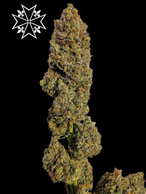 Aficionado Special - UNKNOWN - Bio Tabs. Week 15