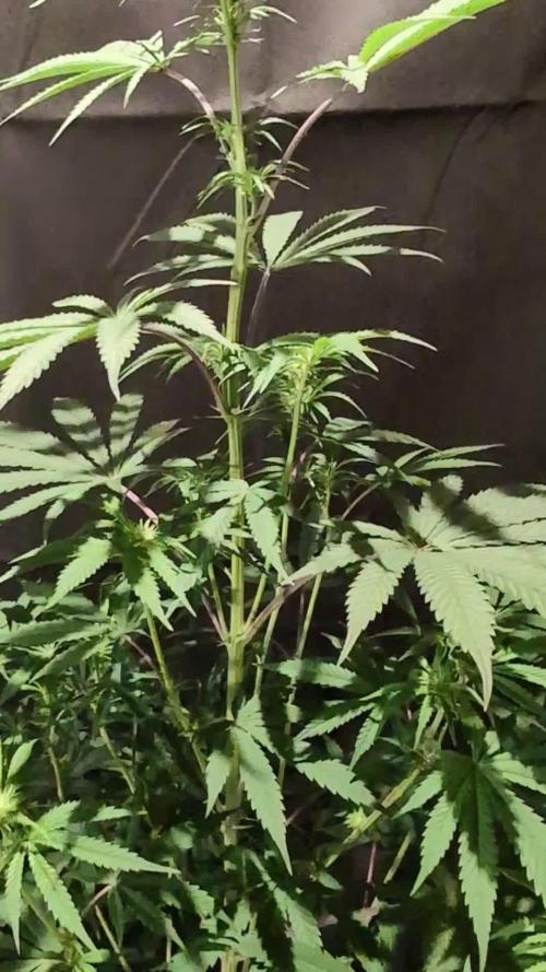 Sunset Monkey-Good Times Genetix-Wdfx