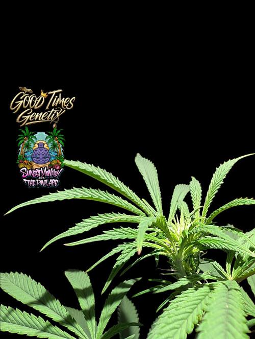 Sunset Monkey-Good Times Genetix-Wdfx. Week 9
