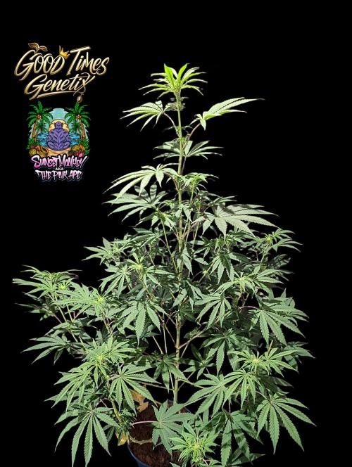 Sunset Monkey-Good Times Genetix-Wdfx. Week 9