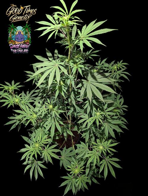 Sunset Monkey-Good Times Genetix-Wdfx. Week 9