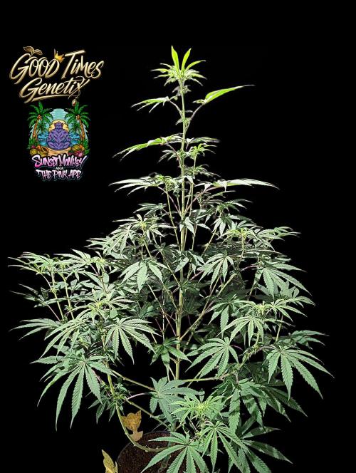 Sunset Monkey-Good Times Genetix-Wdfx. Week 9